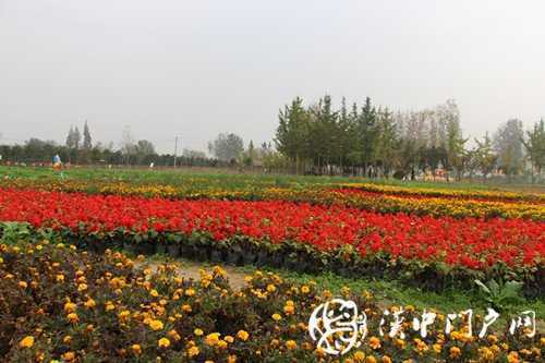 “門(mén)戶(hù)君帶你游園賞金菊”活動(dòng)順利舉行