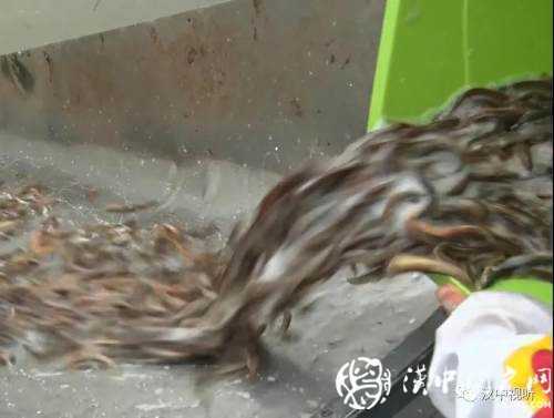 漢臺(tái)區(qū)愛心放流，40萬(wàn)尾魚寶寶漢江“安家”