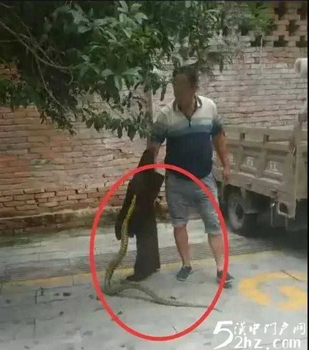 漢中西鄉(xiāng)城區(qū)人行道桂花樹上驚現(xiàn)大蛇！