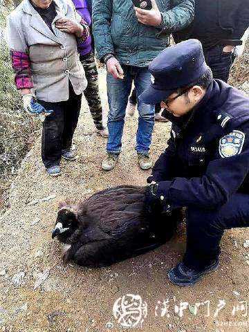 寧強村民在自家院里發(fā)現(xiàn)一只受傷禿鷲，保護人員救治后放生