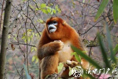 入村半月不舍離去，這只金絲猴近況如何？