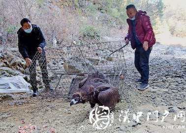 寧強村民在自家院里發(fā)現(xiàn)一只受傷禿鷲，保護人員救治后放生