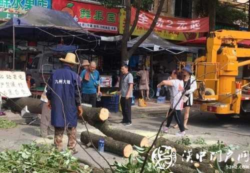 漢中市區(qū)一棵10米大樹(shù)突然傾倒，刮倒高壓線，所幸無(wú)人傷亡