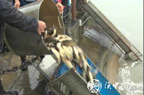 漢臺(tái)區(qū)愛心放流，40萬(wàn)尾魚寶寶漢江“安家”