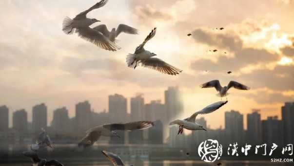 漢中環(huán)境越來越給力！過冬的候鳥年年漲！