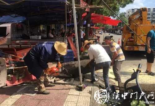 漢中市區(qū)一棵10米大樹(shù)突然傾倒，刮倒高壓線，所幸無(wú)人傷亡