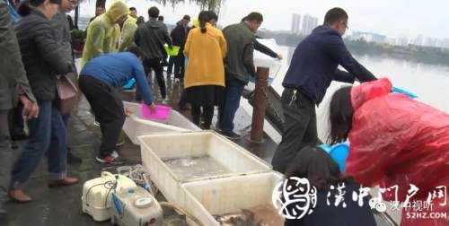 漢臺(tái)區(qū)愛心放流，40萬(wàn)尾魚寶寶漢江“安家”