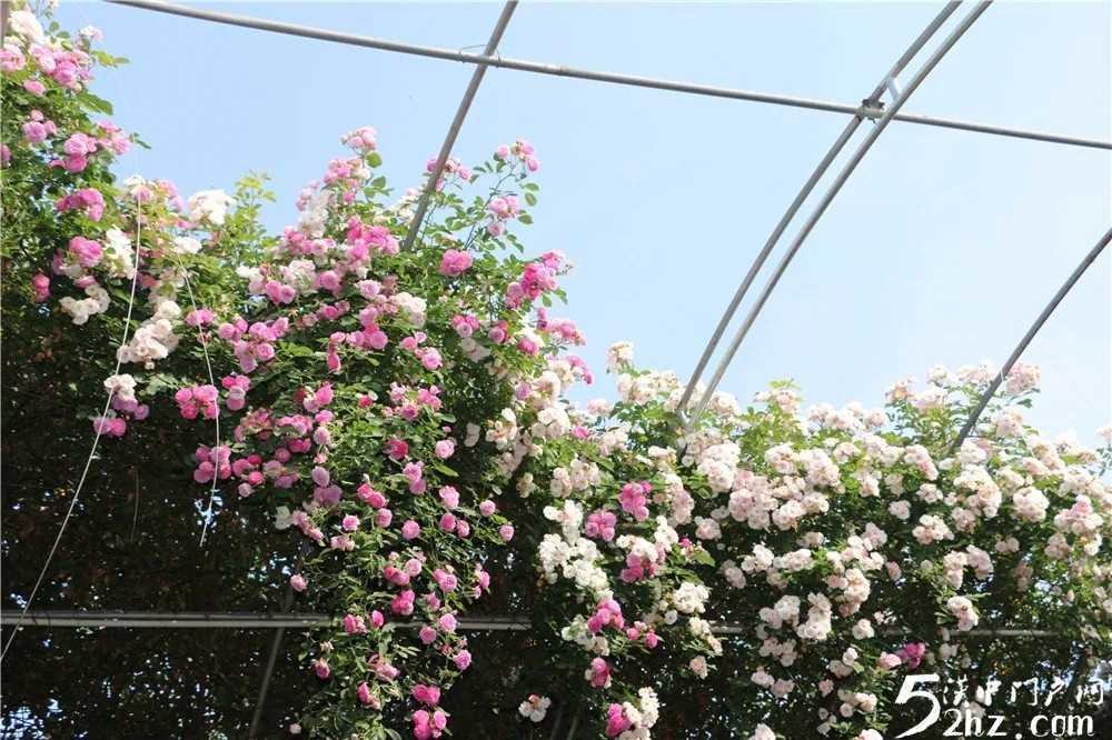 薔薇花開！最美的風(fēng)景，都在來這里的路上！