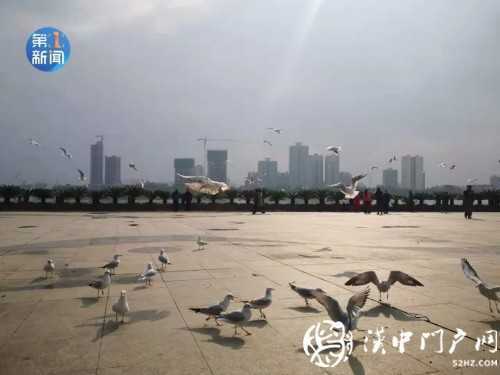 漢江面漂有白色“污染物” ？官方回應(yīng)！