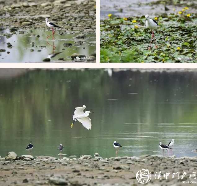 暴雨過后，漢中驚現(xiàn)“長腿歐巴”！