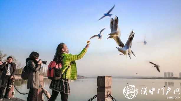 漢中環(huán)境越來越給力！過冬的候鳥年年漲！