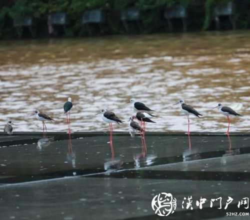 暴雨過后一群黑翅長腳鷸光臨略陽！