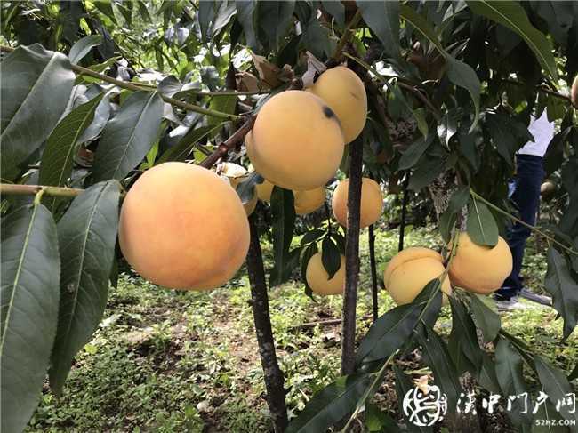 小產(chǎn)業(yè)產(chǎn)出“大結(jié)果” 略陽縣黑河鎮(zhèn)黃桃產(chǎn)業(yè)發(fā)展迅猛，帶動(dòng)農(nóng)戶脫貧奔富！