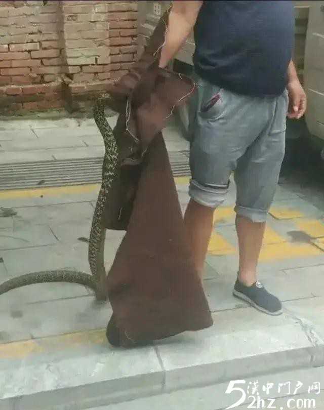漢中西鄉(xiāng)城區(qū)人行道桂花樹上驚現(xiàn)大蛇！
