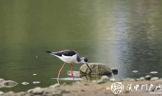 暴雨過后，漢中驚現(xiàn)“長腿歐巴”！