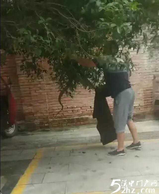 漢中西鄉(xiāng)城區(qū)人行道桂花樹上驚現(xiàn)大蛇！