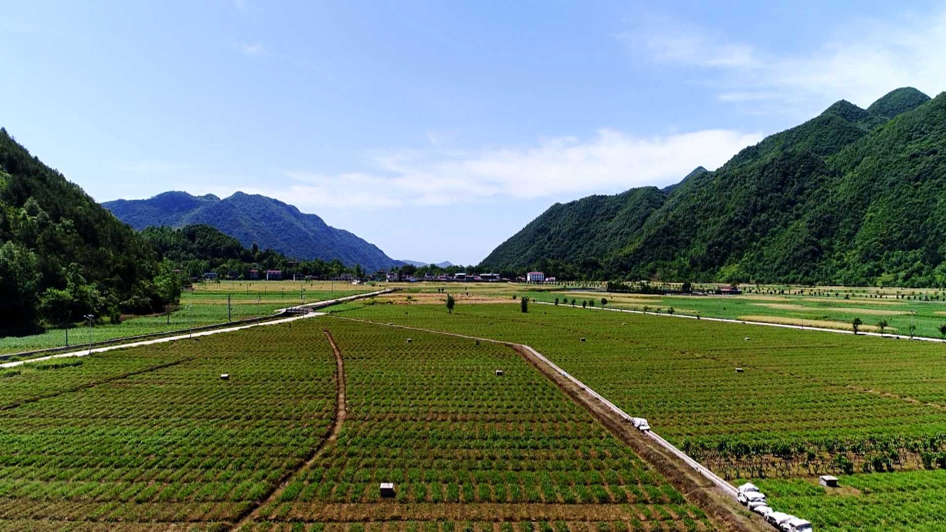 陜西鎮(zhèn)巴縣：白芨花開(kāi)致富路
