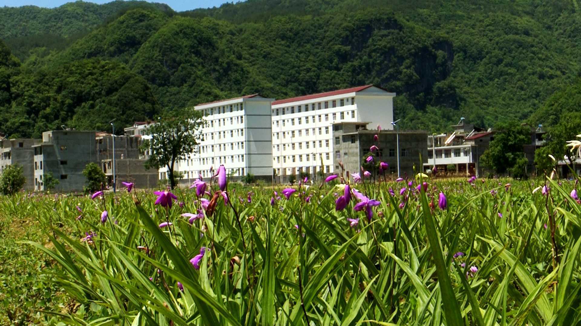 陜西鎮(zhèn)巴縣：白芨花開(kāi)致富路