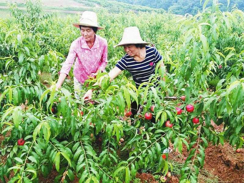 洋縣柳山村發(fā)展有機桃助農(nóng)增收