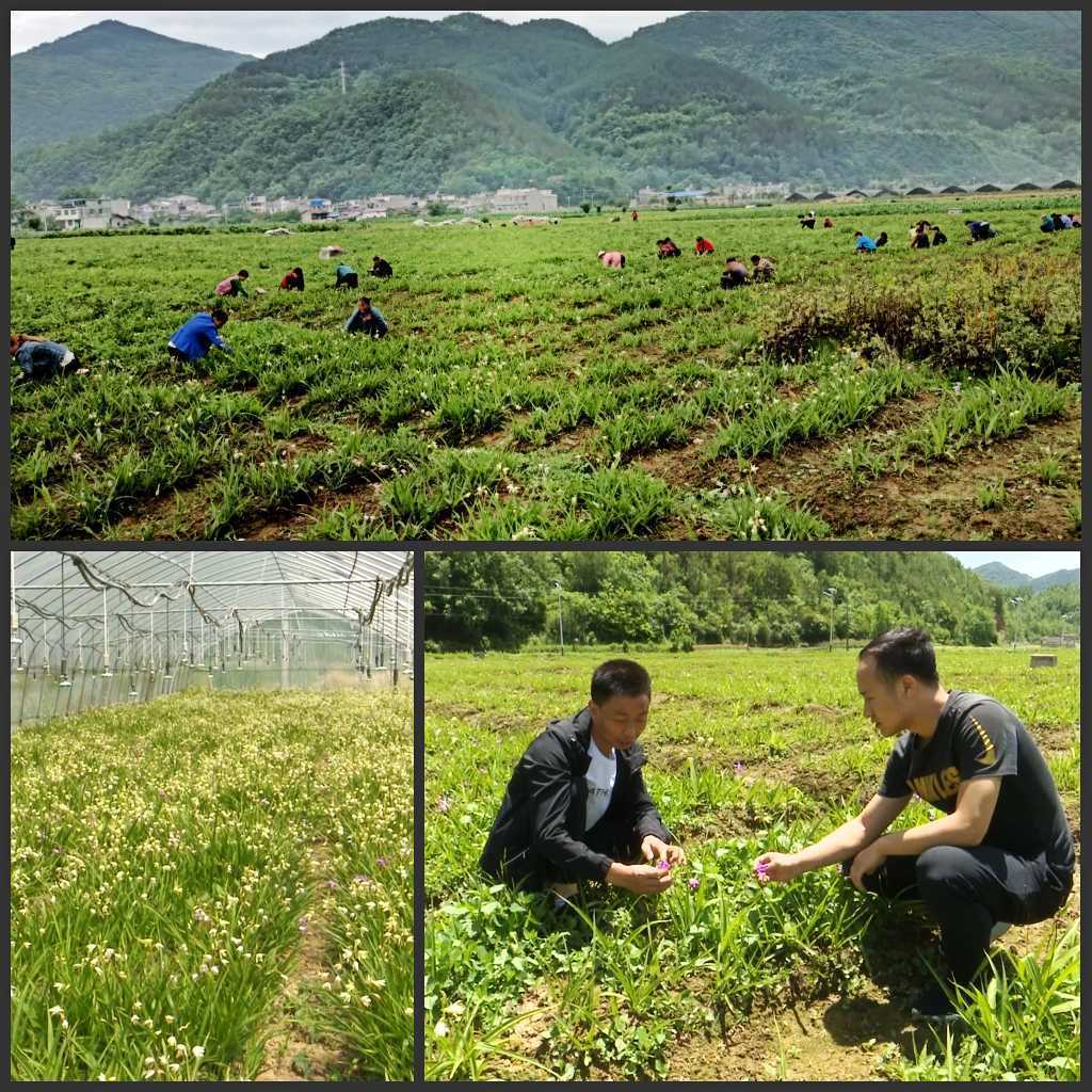 陜西鎮(zhèn)巴縣：白芨花開(kāi)致富路