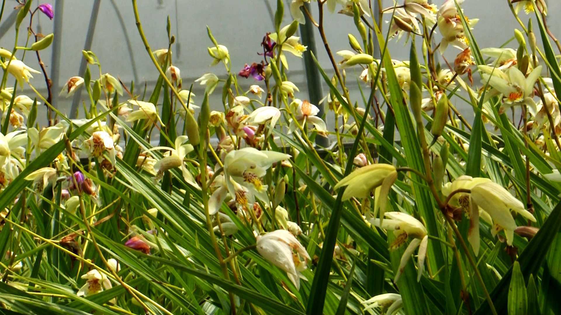 陜西鎮(zhèn)巴縣：白芨花開(kāi)致富路