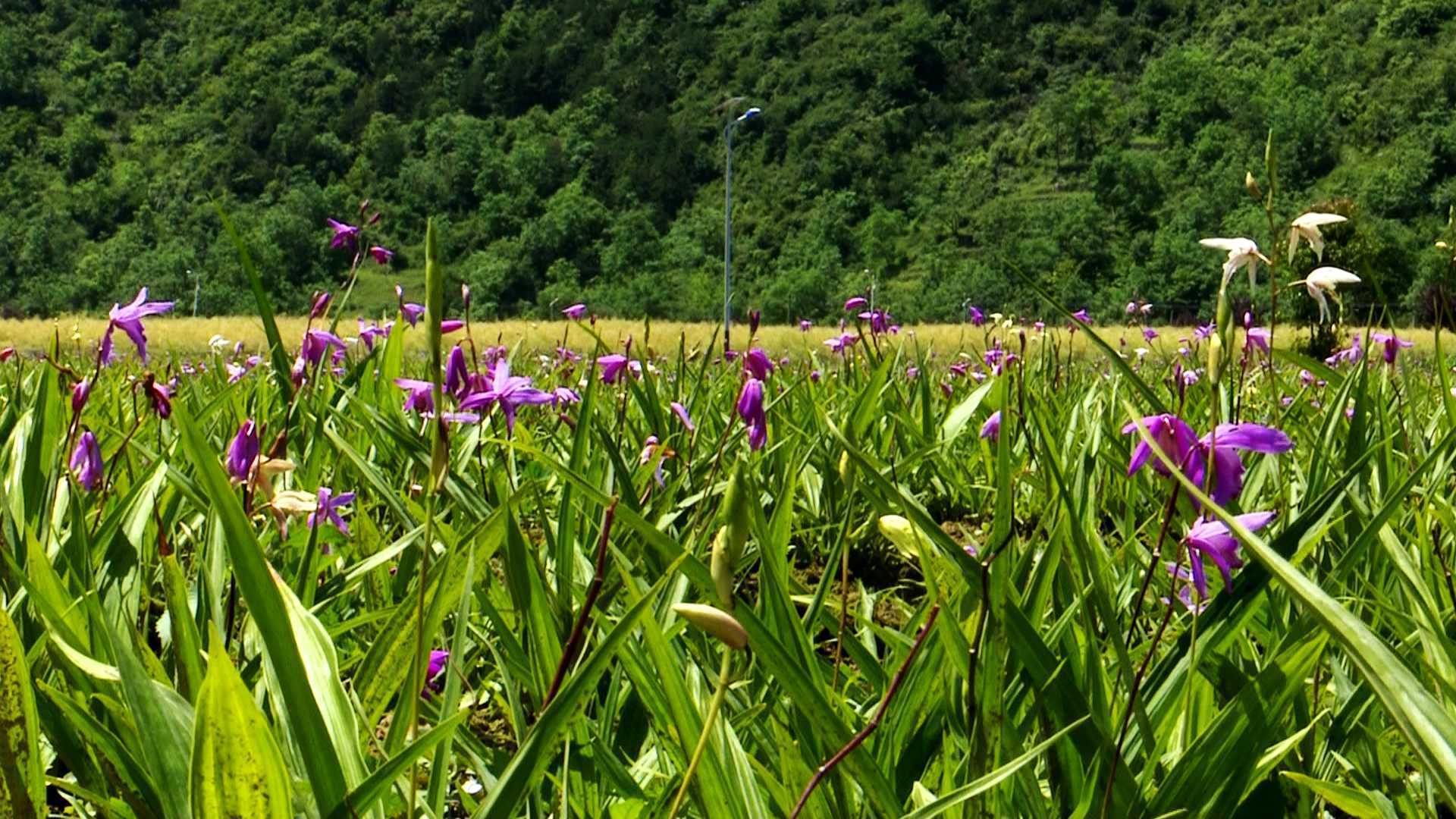 陜西鎮(zhèn)巴縣：白芨花開(kāi)致富路