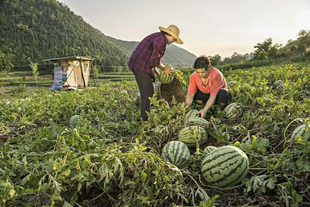 累計(jì)減貧78799人！看南鄭是怎么做到的...