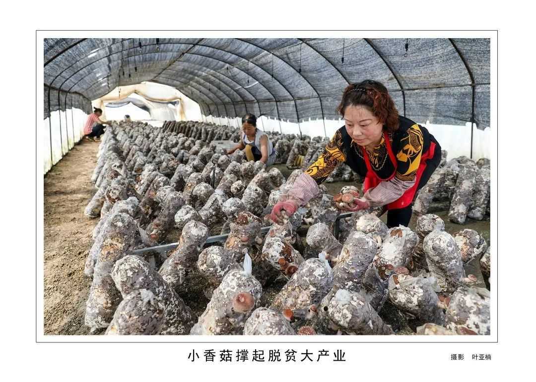1175戶、34466人脫貧！漢臺(tái)區(qū)做了這些......"
