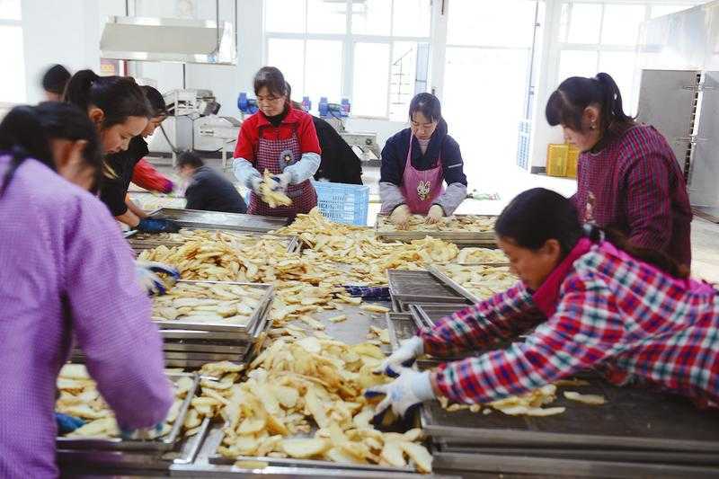 厲害！略陽這家公司的天麻產(chǎn)品遠(yuǎn)銷海內(nèi)外