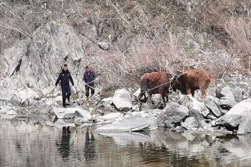 寧強(qiáng)一村民兩頭耕牛走失，民警冒嚴(yán)寒幫忙找回