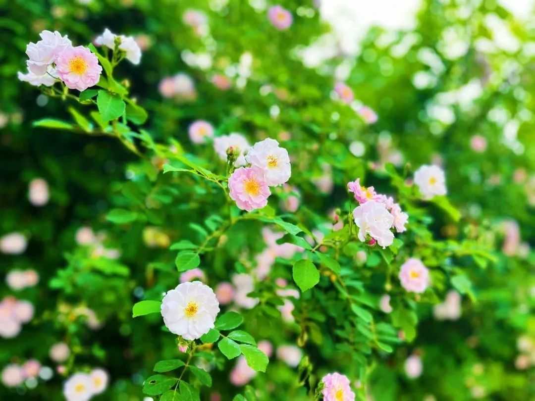 顏值滿分，漢中這里的薔薇花開啦