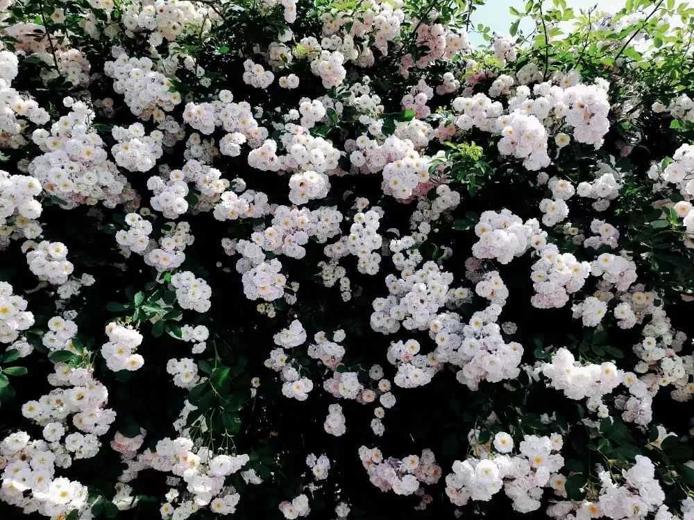 顏值滿分，漢中這里的薔薇花開啦