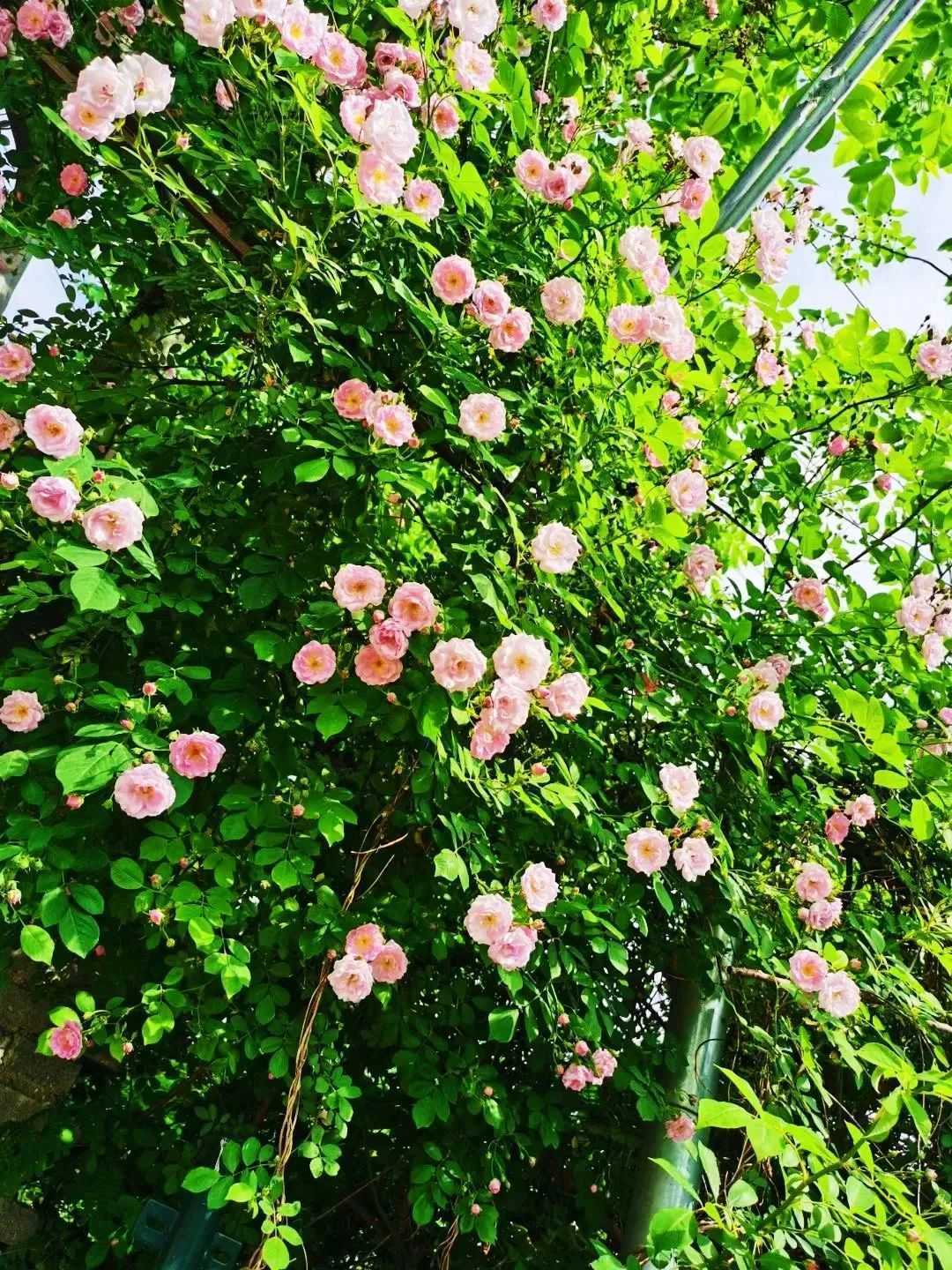 顏值滿分，漢中這里的薔薇花開啦