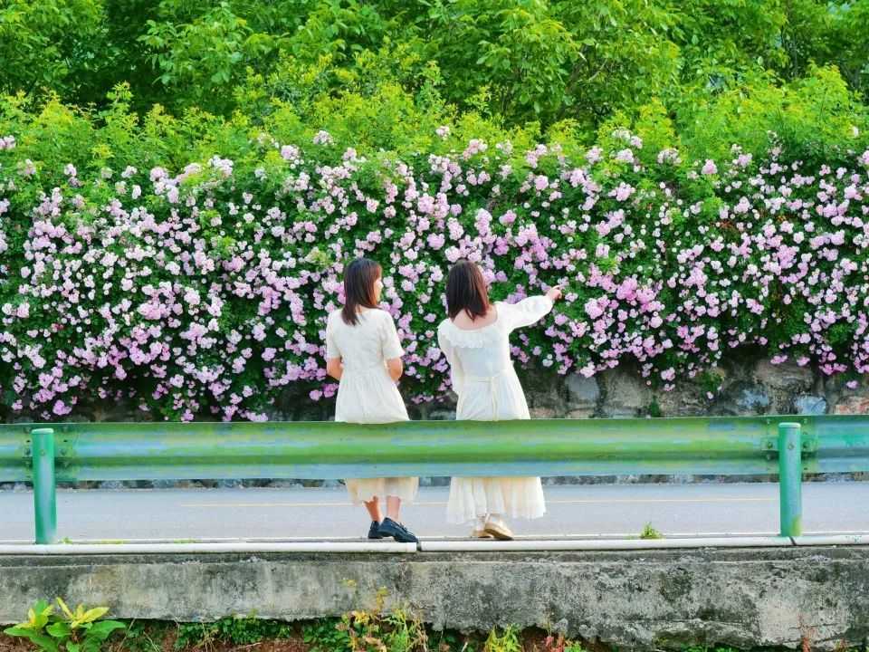 顏值滿分，漢中這里的薔薇花開啦