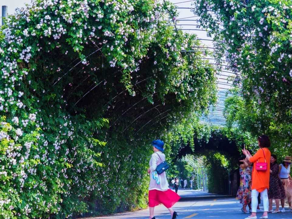 顏值滿分，漢中這里的薔薇花開啦