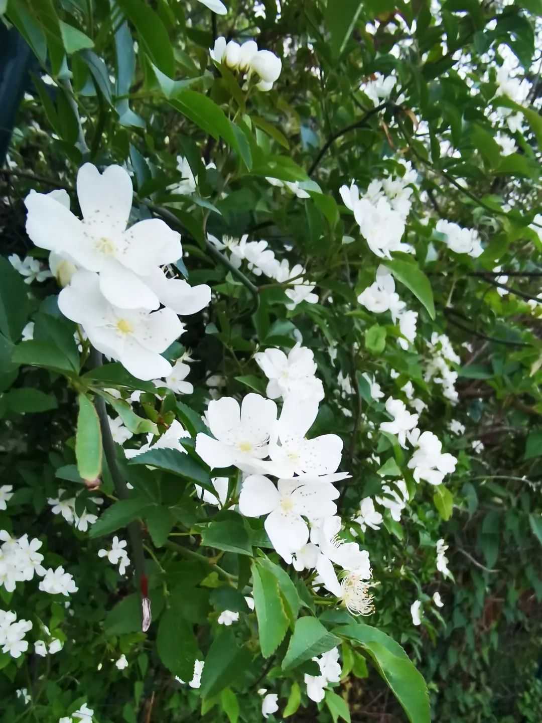顏值滿分，漢中這里的薔薇花開啦
