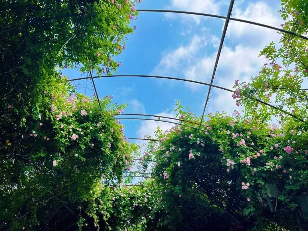 顏值滿分，漢中這里的薔薇花開啦