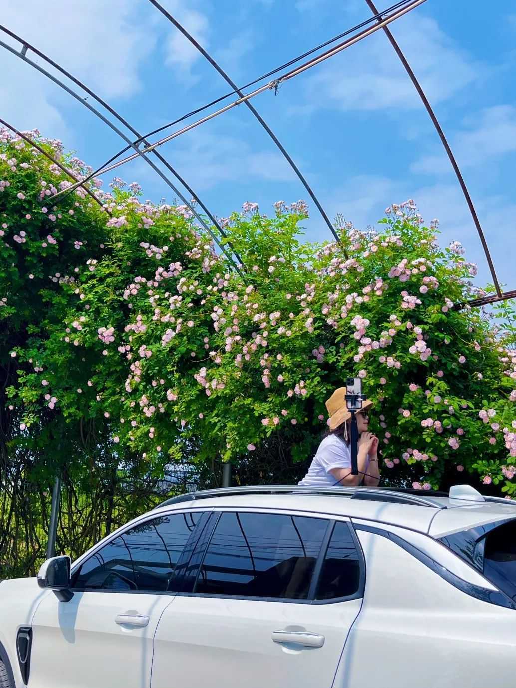 顏值滿分，漢中這里的薔薇花開啦