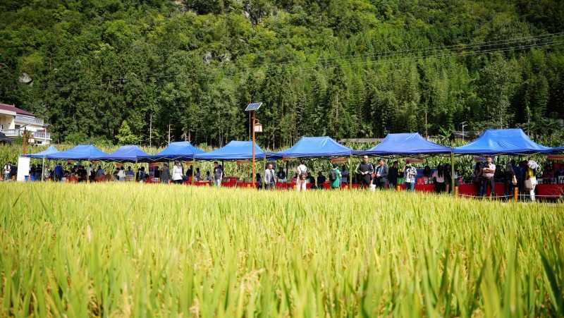 慶豐收，促和美 | 略陽縣第六屆中國農(nóng)民豐收節(jié)開幕