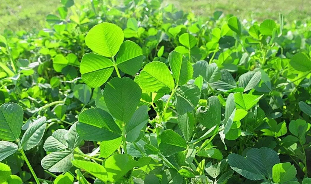 賞春花，吃春菜，把春天“吃進(jìn)肚子”