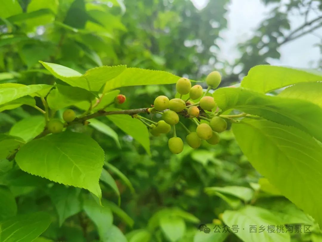 “櫻”你而來，“桃”你歡喜！西鄉(xiāng)櫻桃即將上市！
