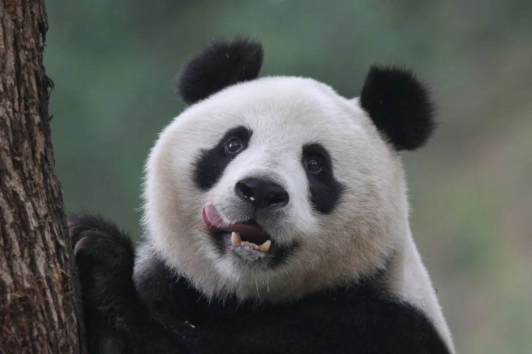 春節(jié)不打烊！熊貓谷驚喜福利陪你過大年！
