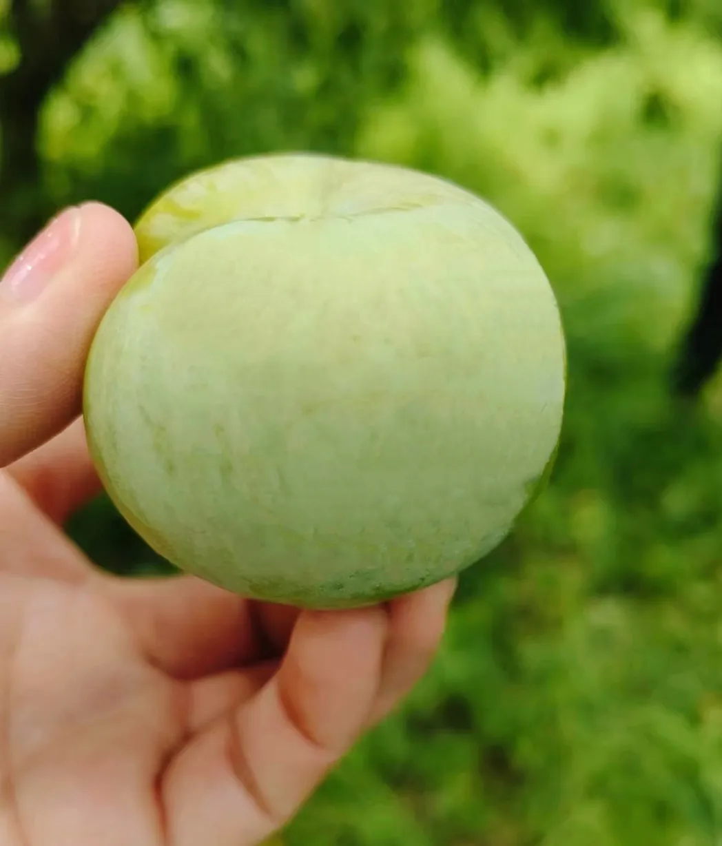 助農促銷 | 又大又甜 漢臺區(qū)漢王鎮(zhèn)紅星村蜂糖李成熟啦！