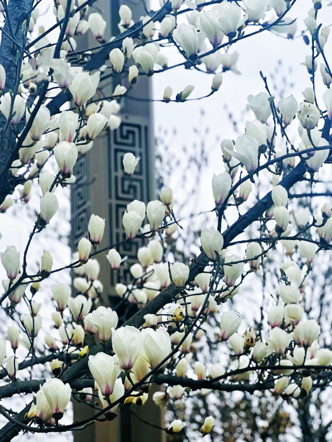 春日預(yù)報！漢臺街頭一大波花卉強勢來襲