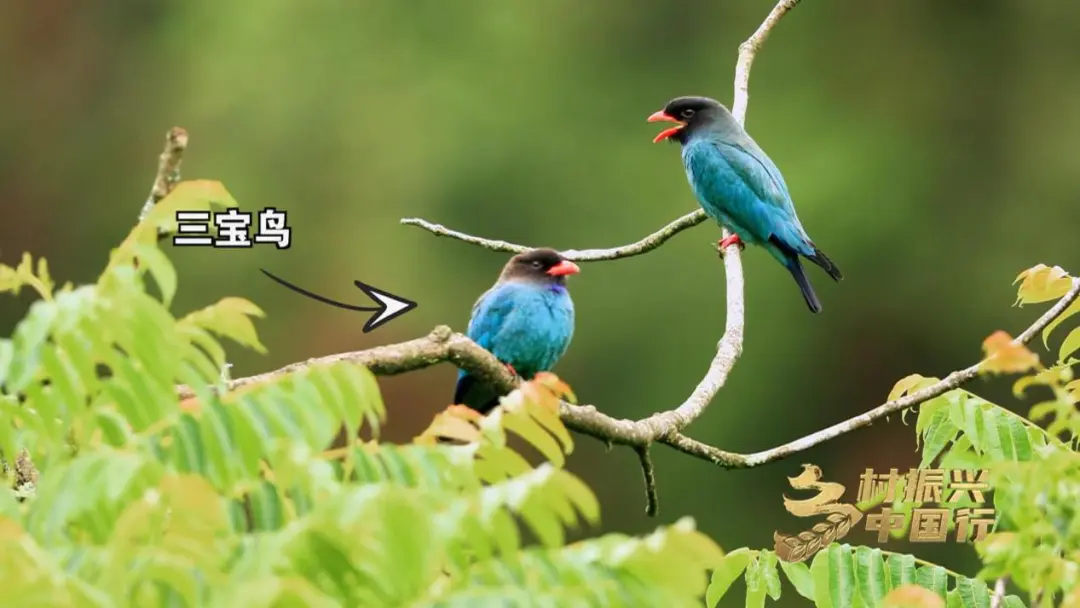 央視財(cái)經(jīng)關(guān)注！看漢中如何探索鄉(xiāng)村振興之路→