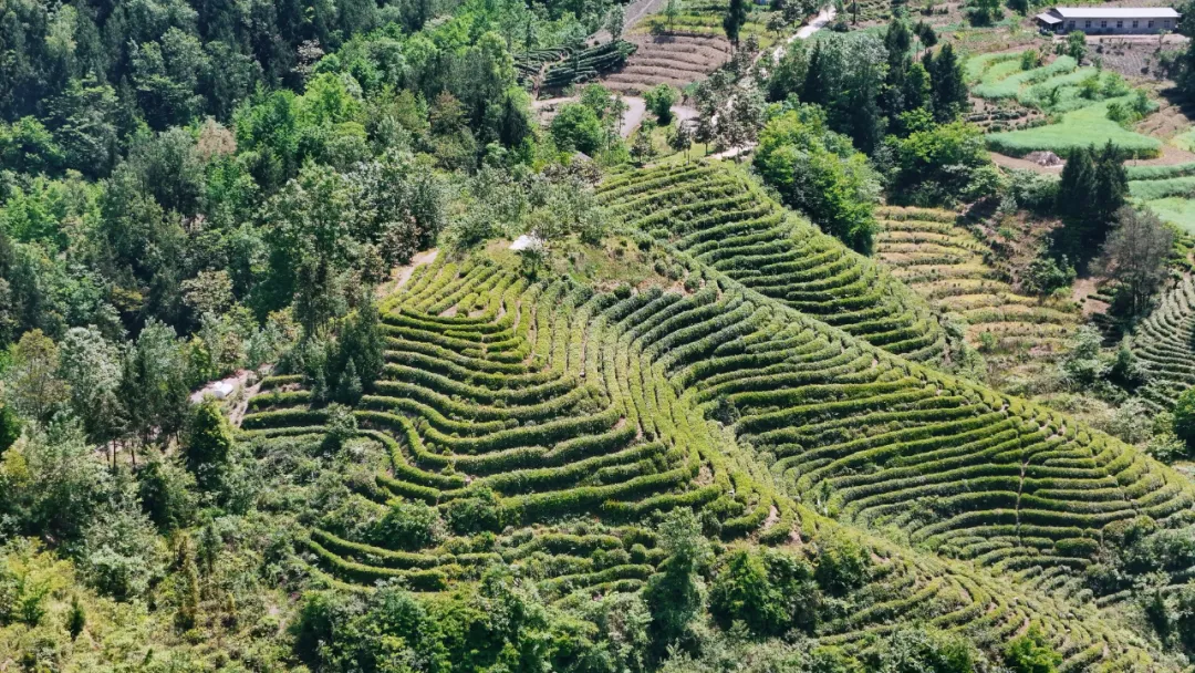 西鄉(xiāng)縣高川鎮(zhèn)第三屆“生態(tài)茶鄉(xiāng)·高川味道”茶事活動(dòng)精彩紛呈！