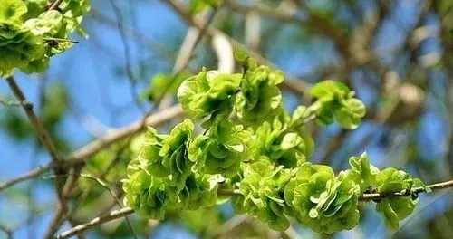 賞春花，吃春菜，把春天“吃進(jìn)肚子”