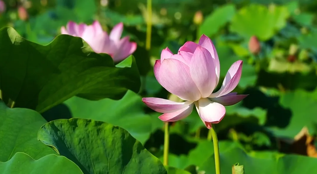 漢臺區(qū)徐家灣村：“荷經(jīng)濟(jì)”添彩鄉(xiāng)村振興