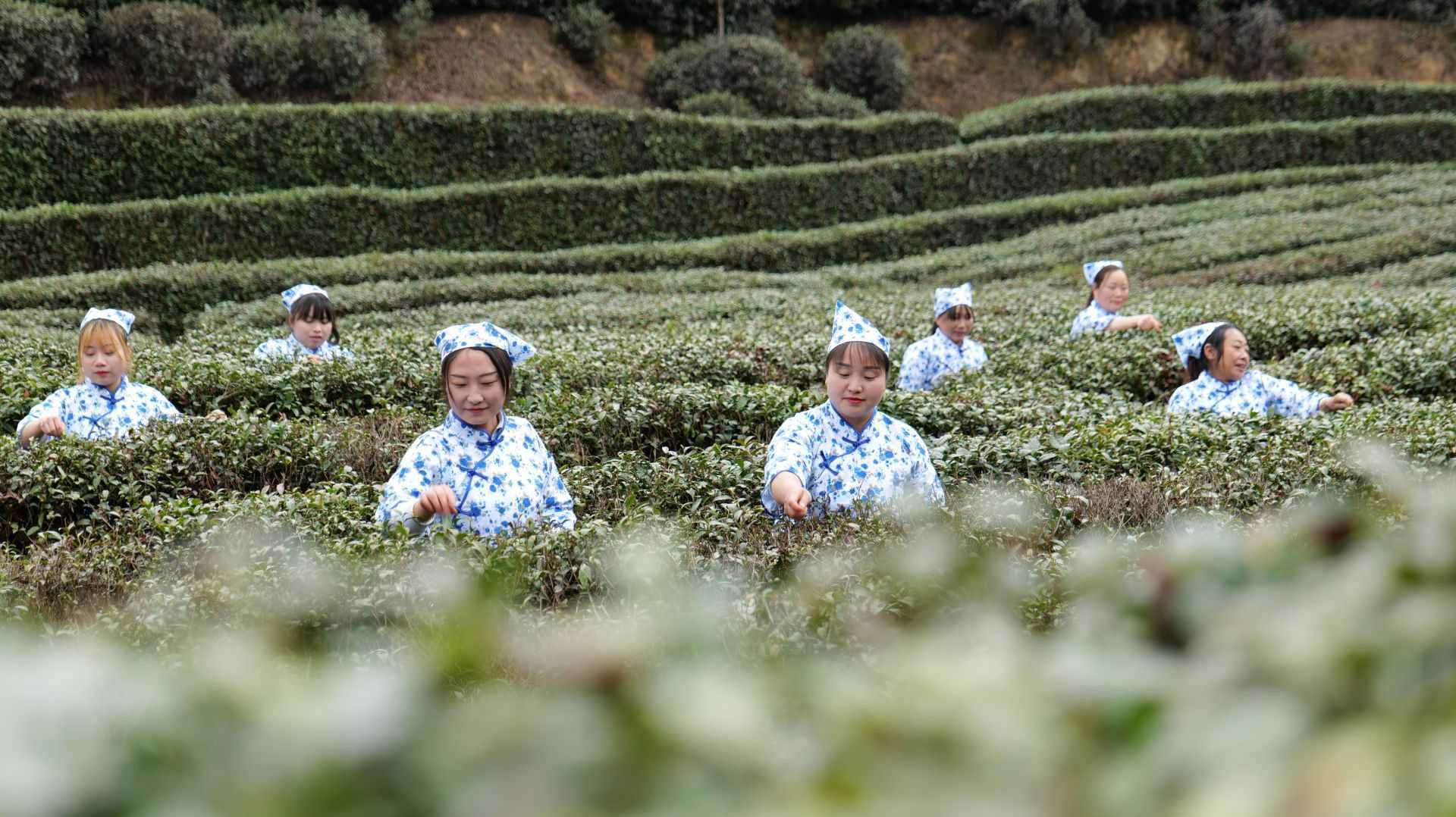 漢中城固首屆茶農豐收節(jié)暨山花茶業(yè)開園啟動儀式順利舉行