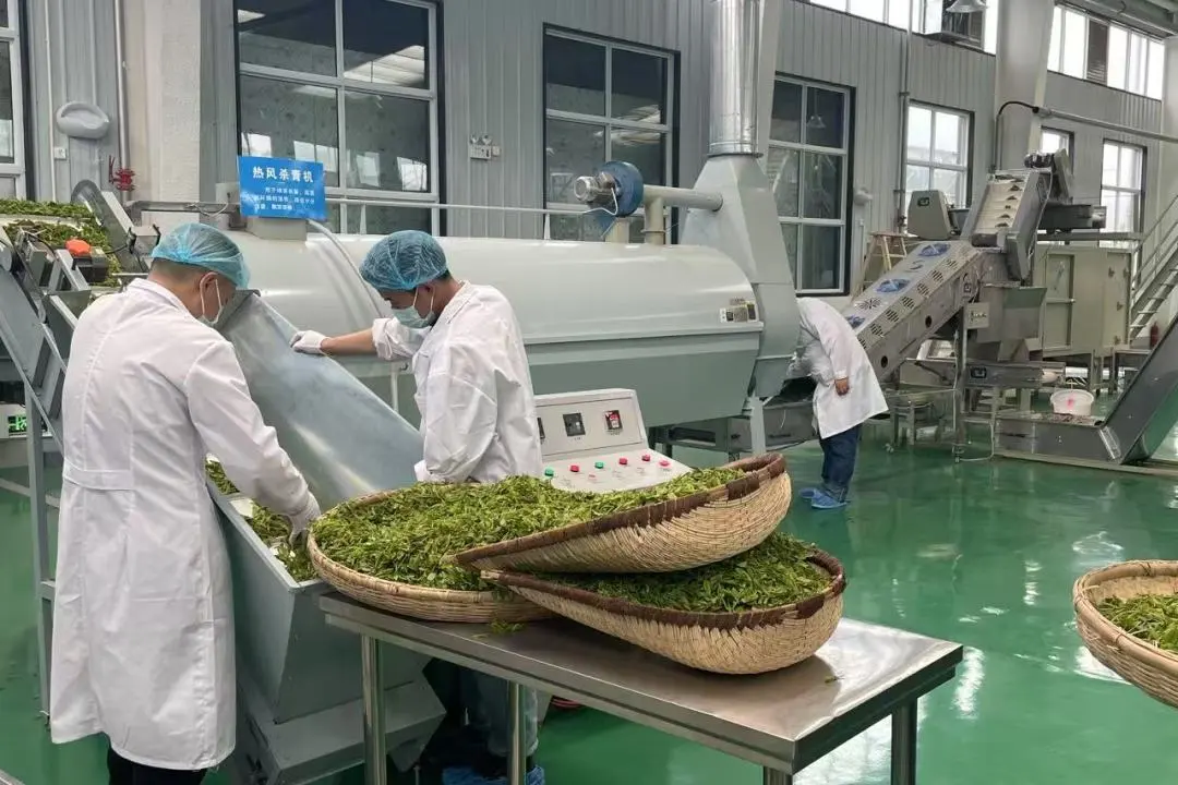 訂單接到手軟！漢中茶界“黑馬”逆襲→